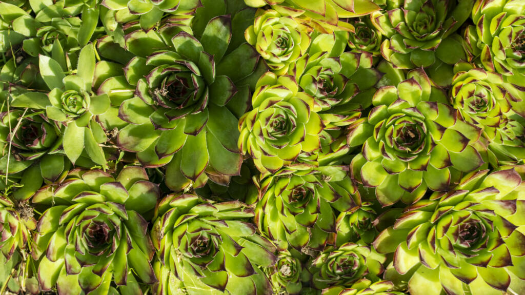 large flowers of succulents in a flowerbed, backgrounds and textures