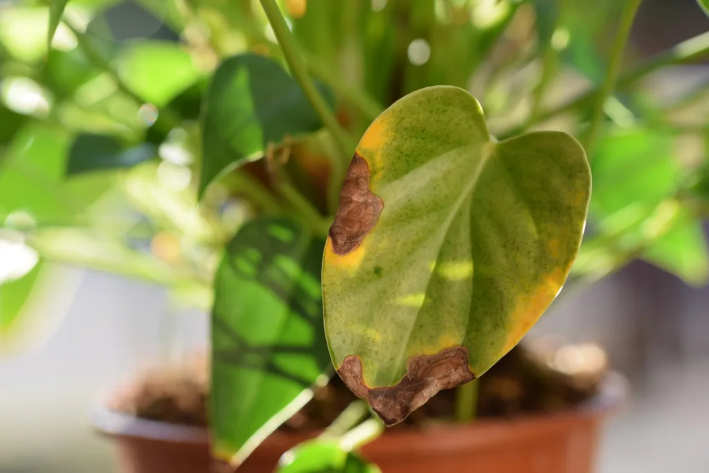 Spots or withering Anthurium leaves, houseplants problems