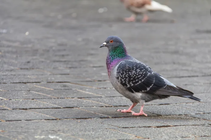 A feral pigeon stands on a brick sidewalk, its feathers are bright and colorful and its eyes are striking red.
