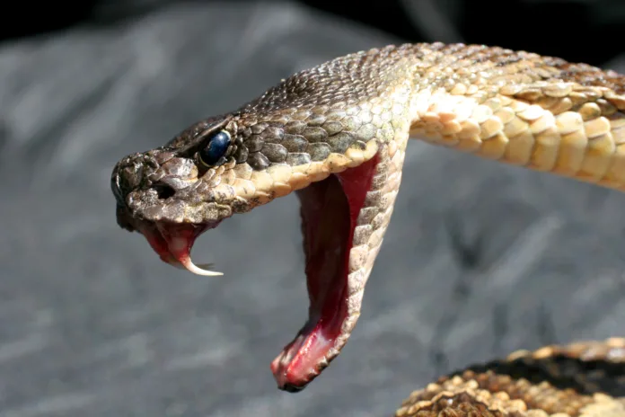 Deadly Rattlesnake showing  fangs