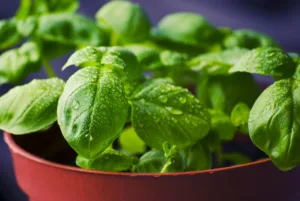 basil, herbs, food