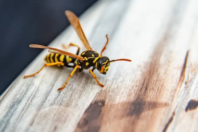 Close-up of wasp