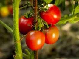 Closeup of ripe tomato bunch growing at domestic backyard garden.