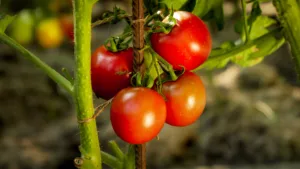 Closeup of ripe tomato bunch growing at domestic backyard garden.