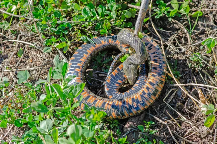 Dice snake or water snake (Natrix tessellata) in nature, close-up, Burdur,Turkey