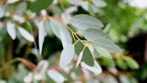 Eucalyptus tree branch, abstract nature background.