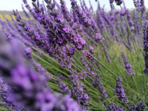 lavander, lavander field, french