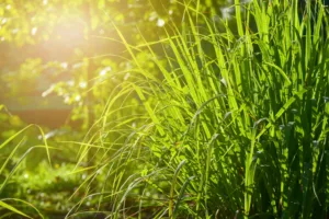 Lemongrass grown in the vegetable garden, herbs have medicinal properties.