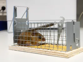 Little mouse sits trapped in a wire trap against blurred backgroundLittle mouse sits trapped in a wire trap against blurred background