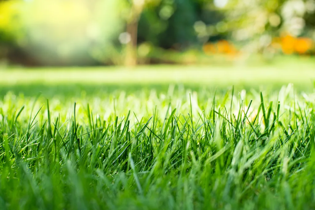 Mowed green backyard grass under trees closeup view