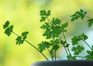 parsley, plant, green