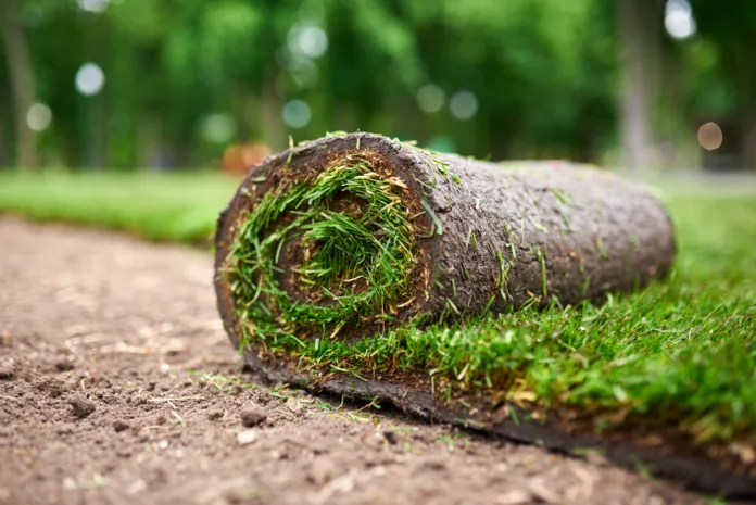 making new lawn using roll grass.