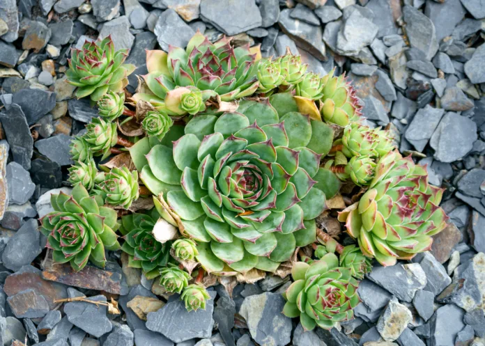 Sempervivum charadzeae, houseleeks or liveforever growing in gravel garden.