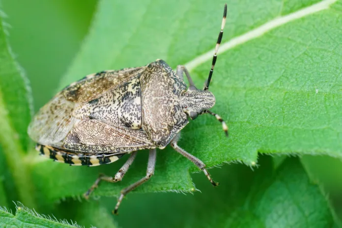 A closeup of a Mottled shieldbug (Raphigaster nebulosa) on a green leaf