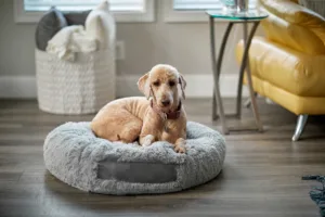 Labradoodle on dog bed