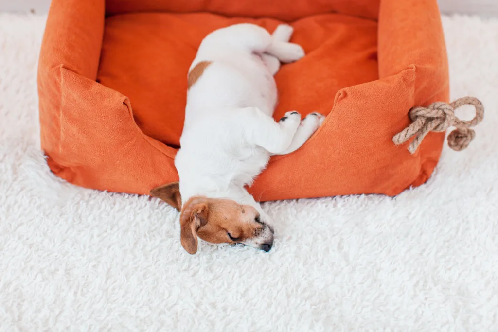 Little dog relaxing on dog bed at home. Adored Puppy sleeps on cozy modern bed, top view