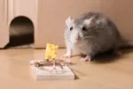 mousetrap and cheese