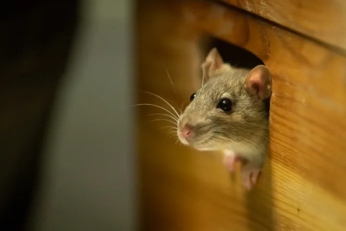 One cute rat looking out of a wooden box