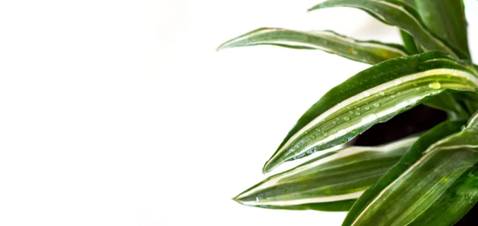 Stay home and gardening banner. Close up of green fresh dracaena Malaika flowers with water drops. Urban jungle interior concept. White background, copy space