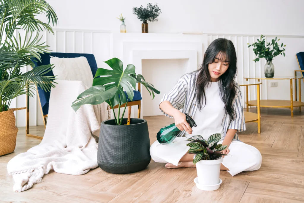 Young Asian long black hair woman wearing casual cloth sprayed water on a small house plant in the pot with care. Monstera and house plant lover at home. The concept of plant care.