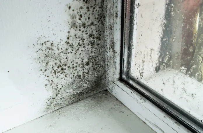 Black mold in the corner of the window sill.  Moldy plastic windows.