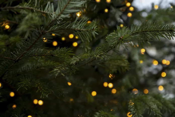 Christmas lights on green pine tree background, closeup