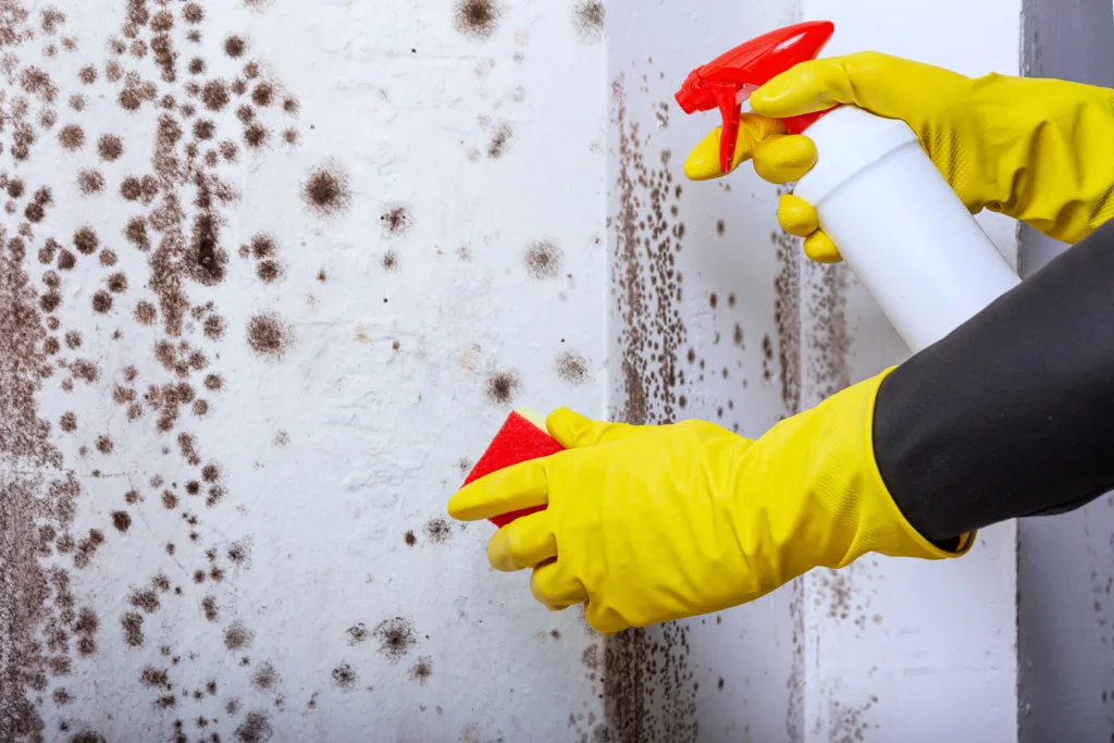 Cleaning the wall with the help of a sprayer from spots of toxic mold and fungus bacteria. Concept of eliminating the problem of mold indoors on the walls